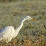 Grande Aigrette